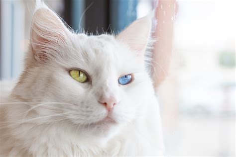 Heterochromia: Cats With Different.